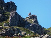 39 Bellissima coppia di camosci sulle rocce